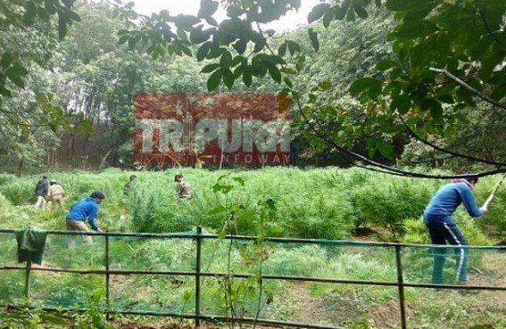 Ganja gardens destroyed at Srinagar Ganja gardens destroyed at Srinagar